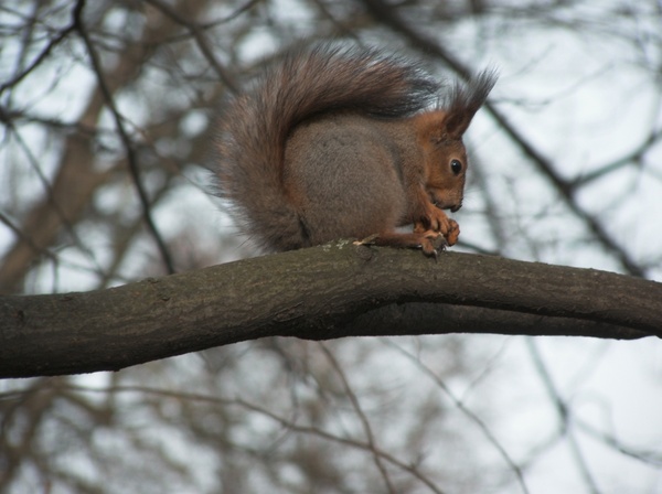 squirrel tree spring