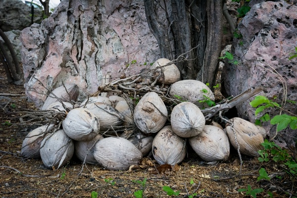 stacked coconuts 