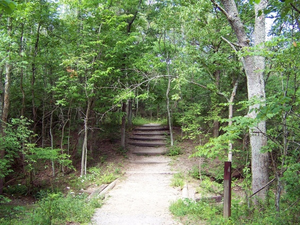 stairs in woods