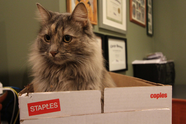staples has everything including our new cat 