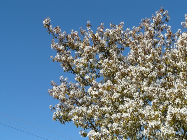 star magnolie magnolia stellata tree 