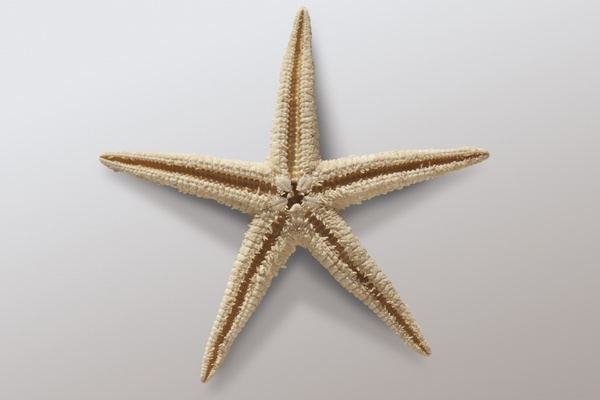 starfish asteroidea echinoderms sea