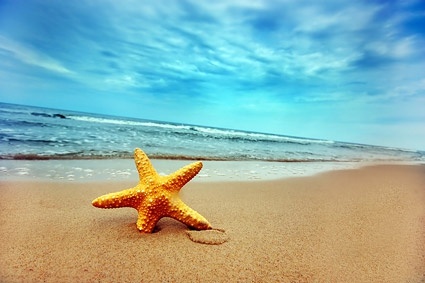 starfish on the beach stock photo 