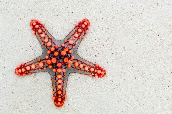 starfish sea africa