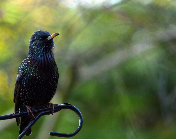starling muttering to close by friends