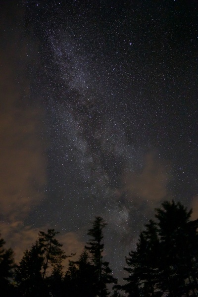stars night sky trees