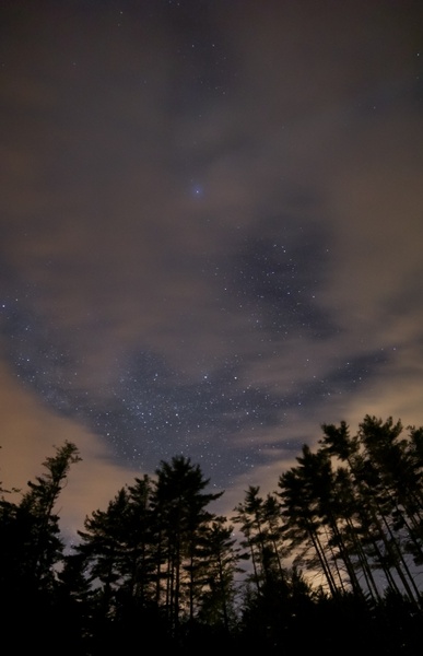 stars night sky trees