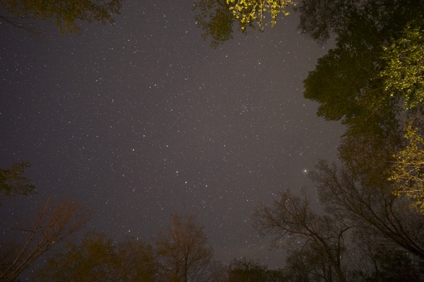 stars trees night 