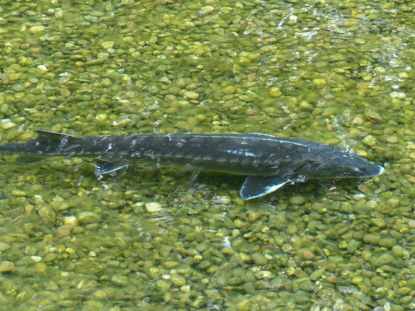 sterlet fish acipenser ruthenus