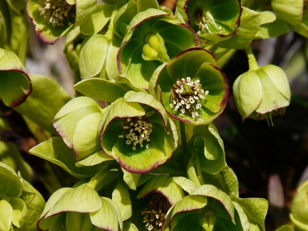 stinking hellebore hellebore hahnenfu 