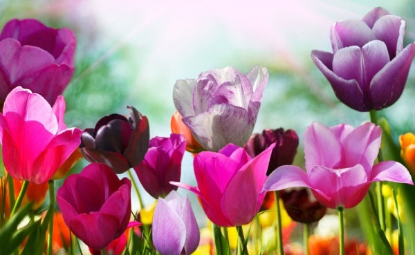 stock photo of tulips 01 hd picture 
