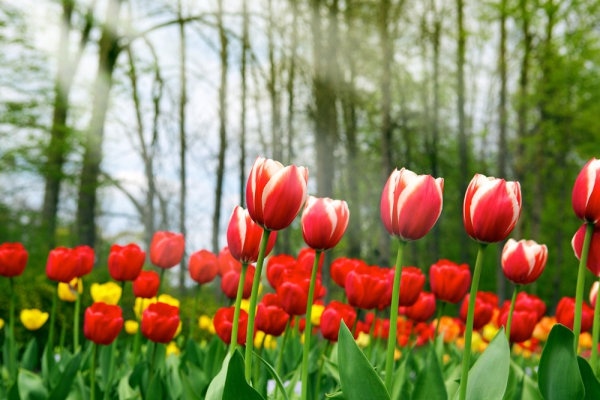 stock photo of tulips 02 hd pictures 