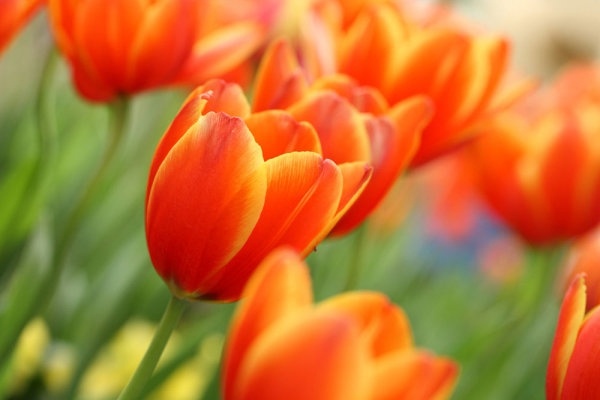 stock photo of tulips 04 hd pictures 