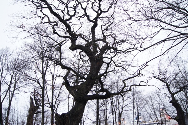 stockholm winter tree