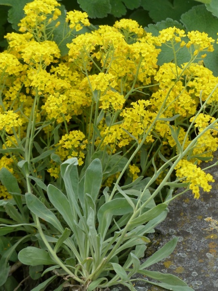 stone herb flowers yellow