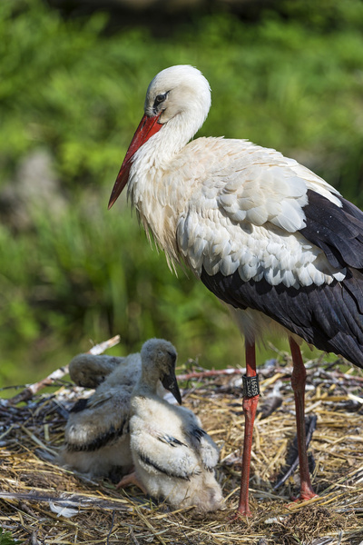 stork and babies 