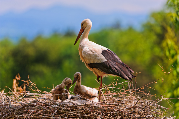 stork and babies