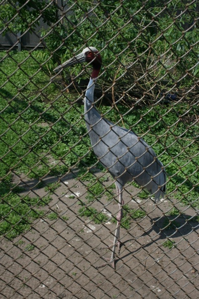 stork behind the bars