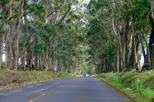 straight road through trees 