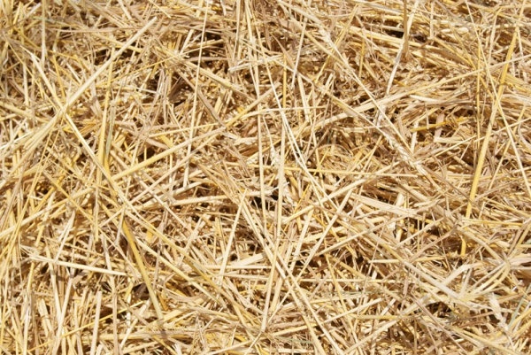 straw picture 02 hd pictures