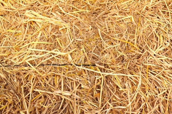 straw picture 05 hd picture