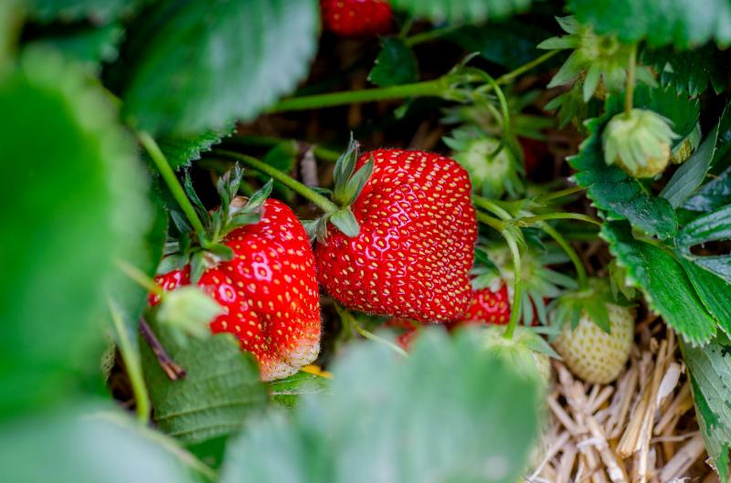 strawberries backdrop picture elegant closeup 