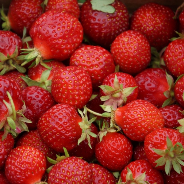 strawberries the berries red berries