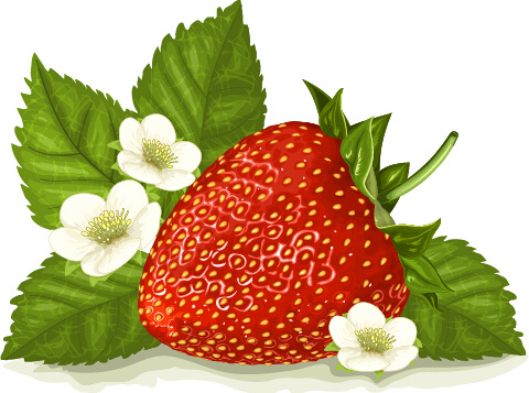 strawberry with white flower vector