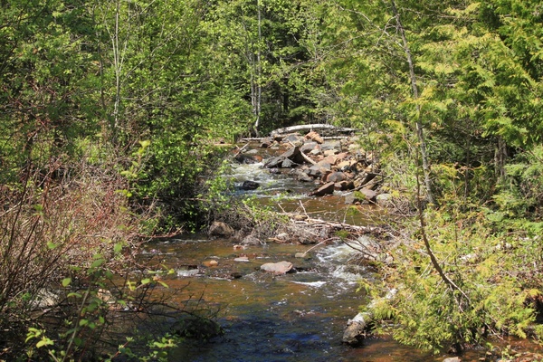 stream and trees at sleeping giant provincial park ontario canada