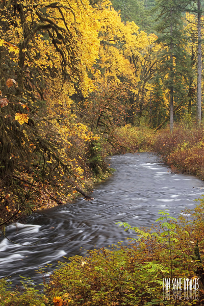 streaming through autumn