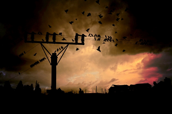 crowded birds on electricity line at sunset