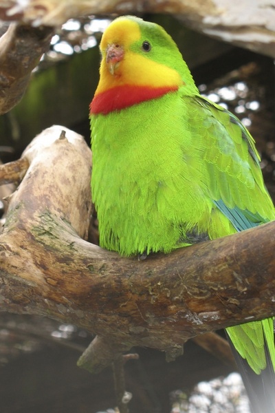 stunning parrot