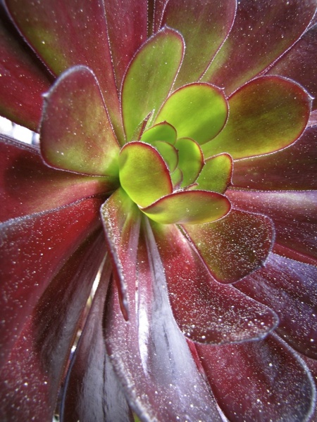 succulent red and green leaves plant