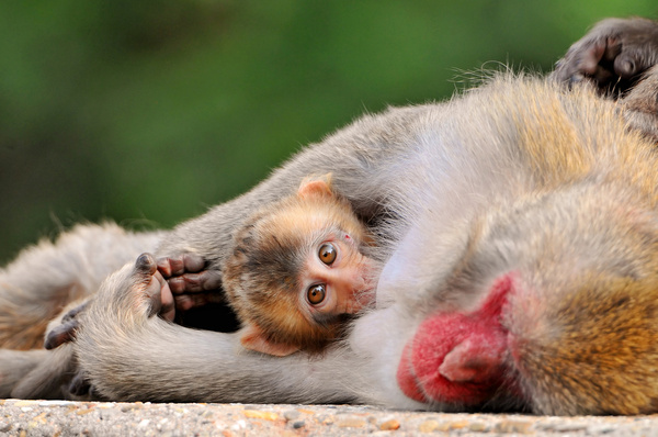 suckling baby macaque