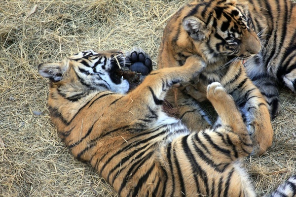 sumatran tiger cubs 