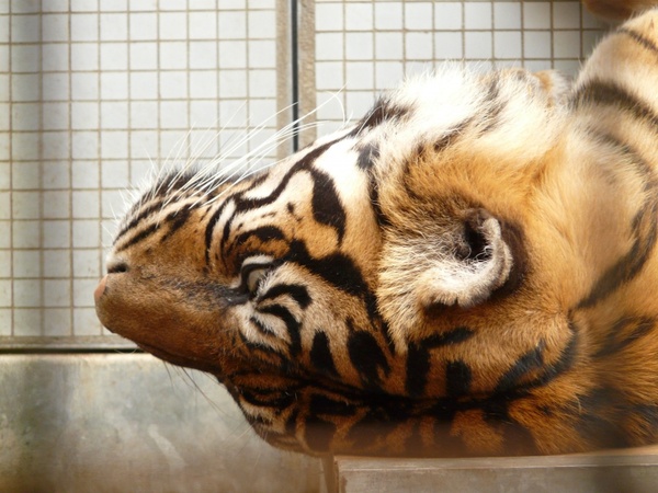 sumatran tiger tiger cat