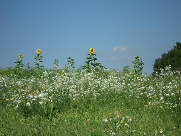 summer flower meadow chamomile