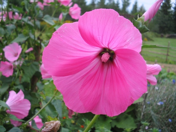summer flower pink