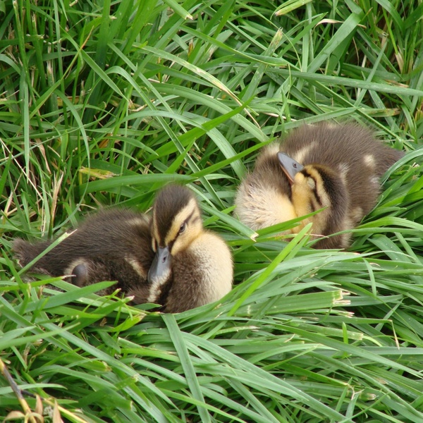 summer grass baby ducks