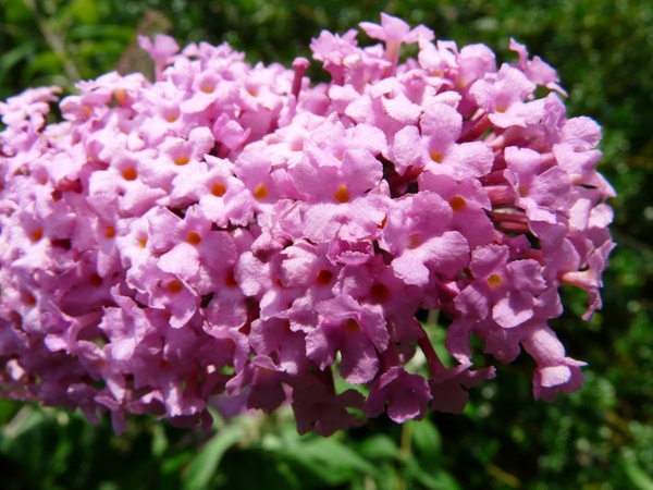 summer lilac buddleja flower