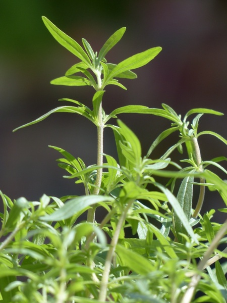 summer savory kitchen herb herb