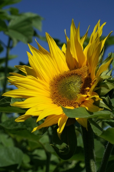 summer sun flower plant