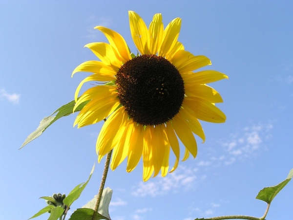 summer sunny sun flower