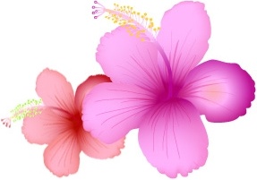 hibiscus flowers vector design on white background