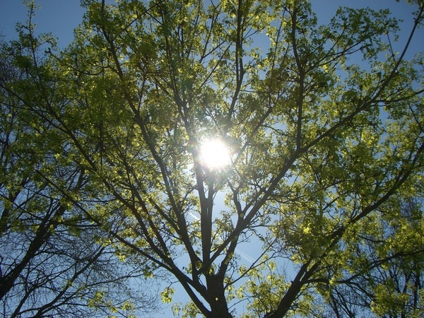 sun blue green tree