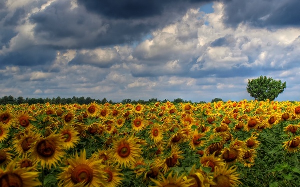 sun flower field clouds