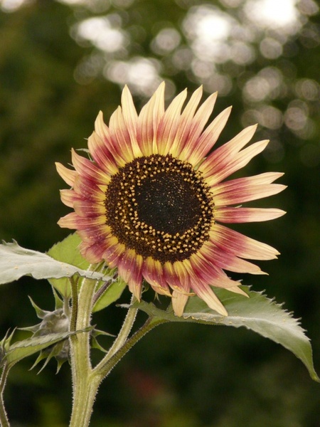 sun flower flower nature