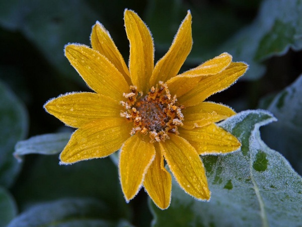 sun flower frost ice