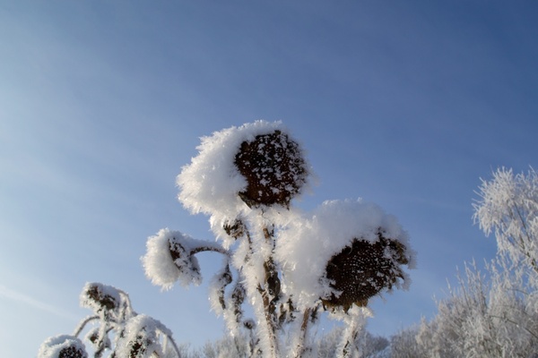 sun flower withered frozen