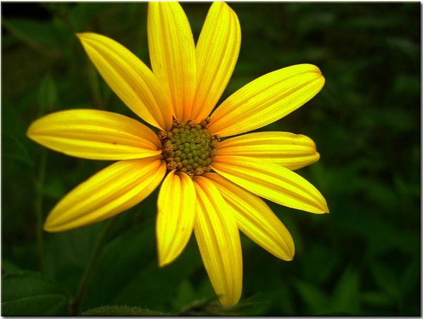 sun hat yellow flower